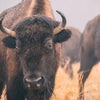 Photographing Kansas Bison in the Winter Fog